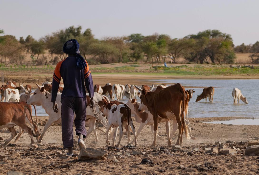 Sarah Consulting pratiques agricoles et pastorales adaptées au changement climatique